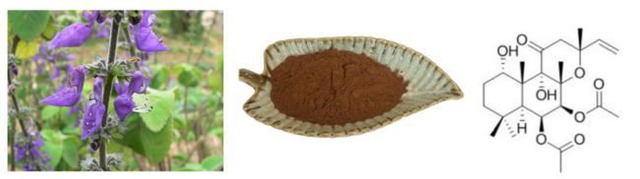 Forskolin Extract Coleuss Forskolin Extract Forskolin Powder Forskolin Extract Coleuss Forskolin Extract Forskolin Powder