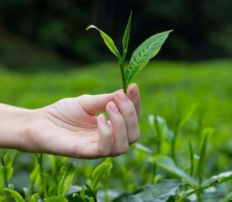 Green Tea