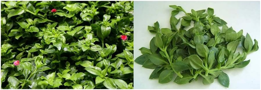 Andrographis Extract
