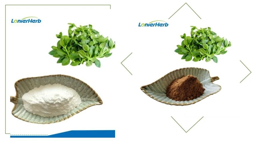 Andrographolide,Andrographis Paniculata Extract