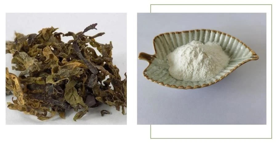 Fucoidan Extract Powder, Fucoidan  Powder