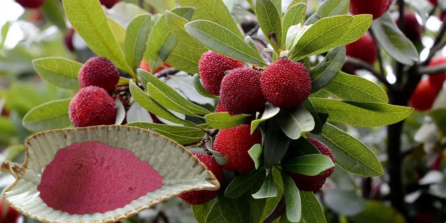 Bayberry Powder