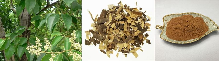 Ash Tree Extract Supplier