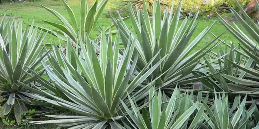 Agave Americana Leaf Extract suppliers