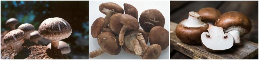 Shiitake Mushroom Powder