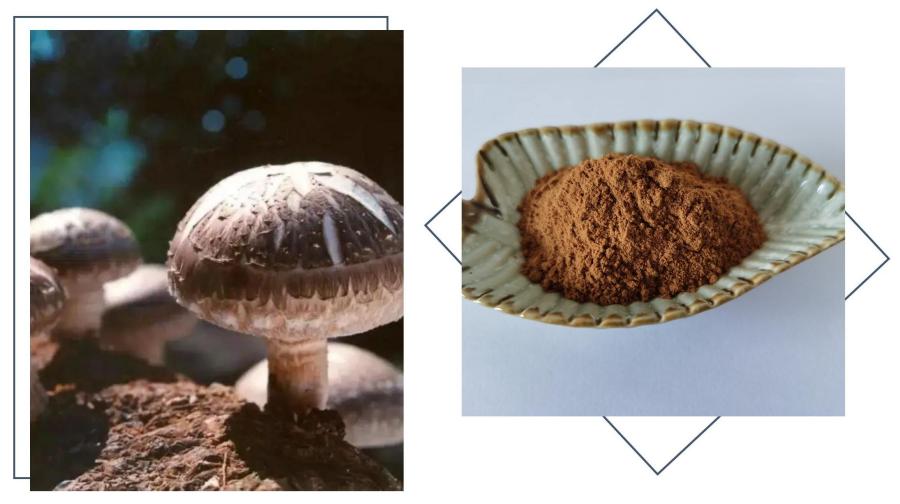 Shiitake Extract, Shiitake Mushroom Extract,Lentinus Edodes Powder