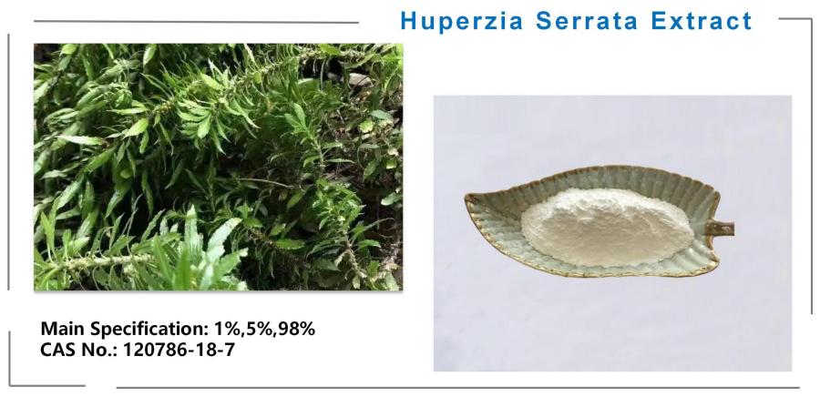 Huperzia Serrata Extract Powder Huperzia Serrata Extract Powder