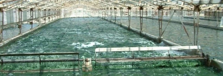 Factory of Spirulina powder