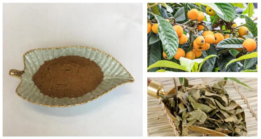 Loquat Leaf Extract,Corosolic Acid