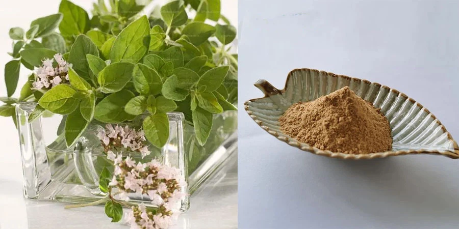 Oregano Extract Oregano Extract