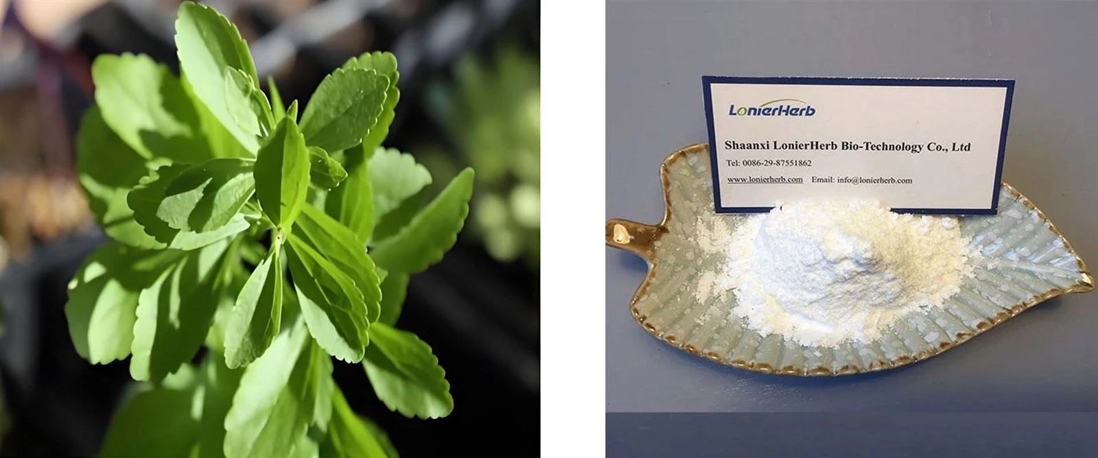 Stevia Steviol Glycosides Stevia Steviol Glycosides
